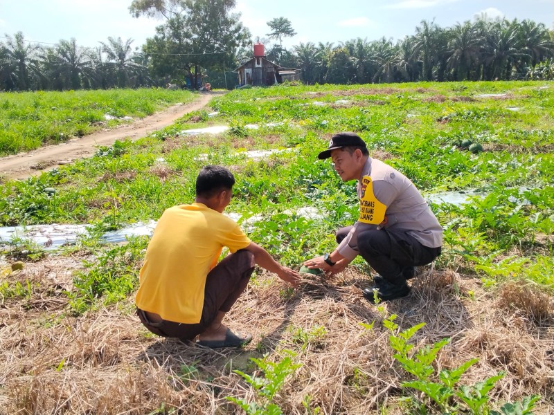 POLISI MONITORING KEBUN SEMANGKA WARGA, DUKUNG KETAHAN PANGAN DI PELALAWAN