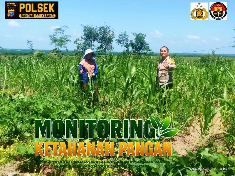 Bhabinkamtibmas Lubuk Ogung Monitoring Program Ketahanan Pangan Jagung Pipil di Bandar Sei Kijang