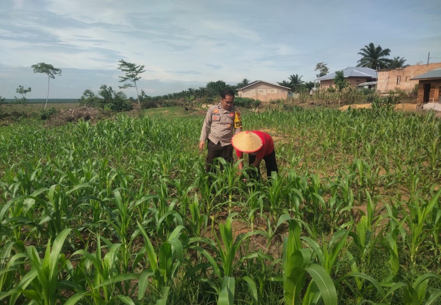 Bhabinkamtibmas Lubuk Ogung Monitoring Program Ketahanan Pangan Jagung Pipil Asta Cita Presiden