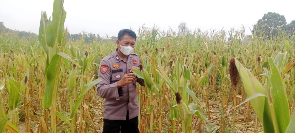 POLSEK BANDAR SEI KIJANG MONITORING KEBUN JAGUNG BUMDES DI LUBUK OGUNG DUKUNG KETAHANAN PANGAN