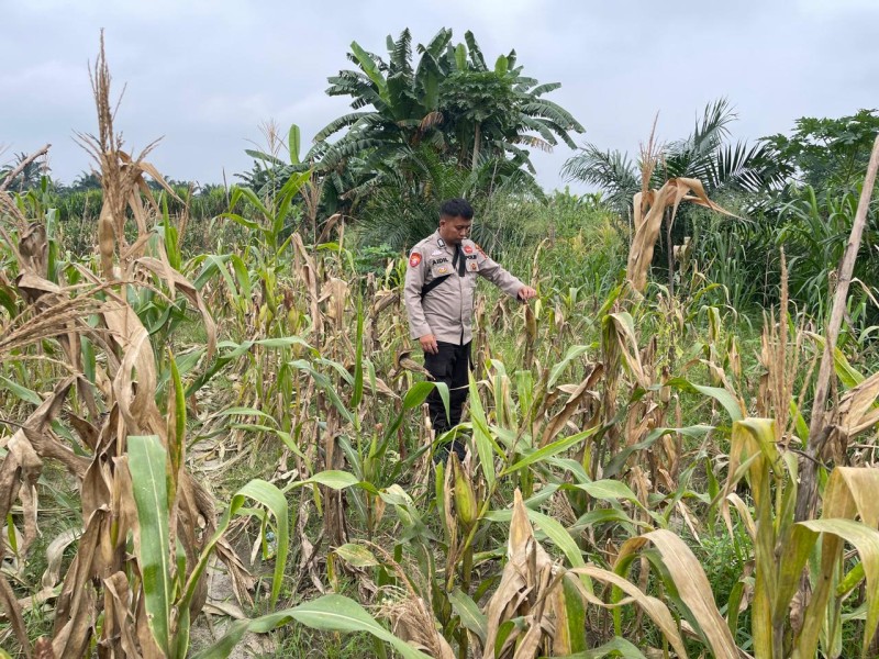 Ketahanan Pangan Berkelanjutan, Polisi Aktif Rawat Kebun Jagung Binaan