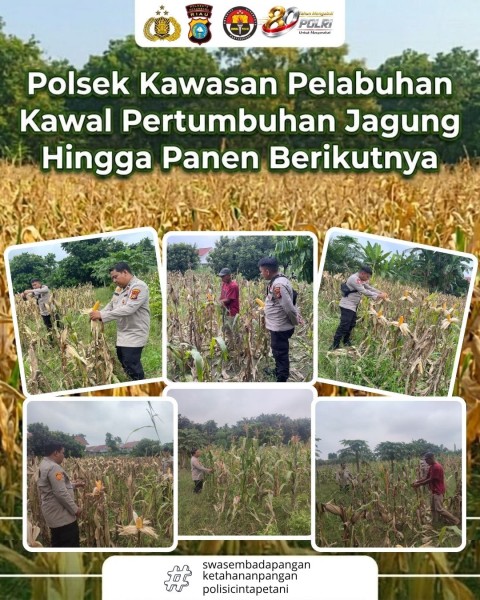 Polsek Kawasan Pelabuhan Kawal Pertumbuhan Jagung Hingga Masa Panen Berikutnya