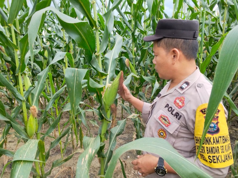 Bhabinkamtibmas Polsek Sei Kijang Monitoring Program Ketahanan Pangan Jagung Asta Cita di Lahan PT. CDSL