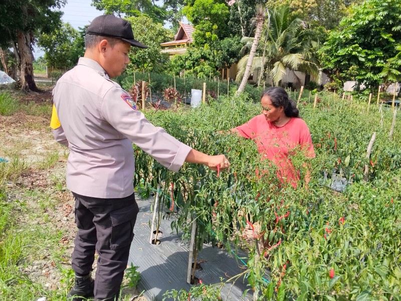 Polsek Bandar Seikijang Monitoring Kebun Cabe Warga, Dukung Program Ketahanan Pangan di Pelalawan