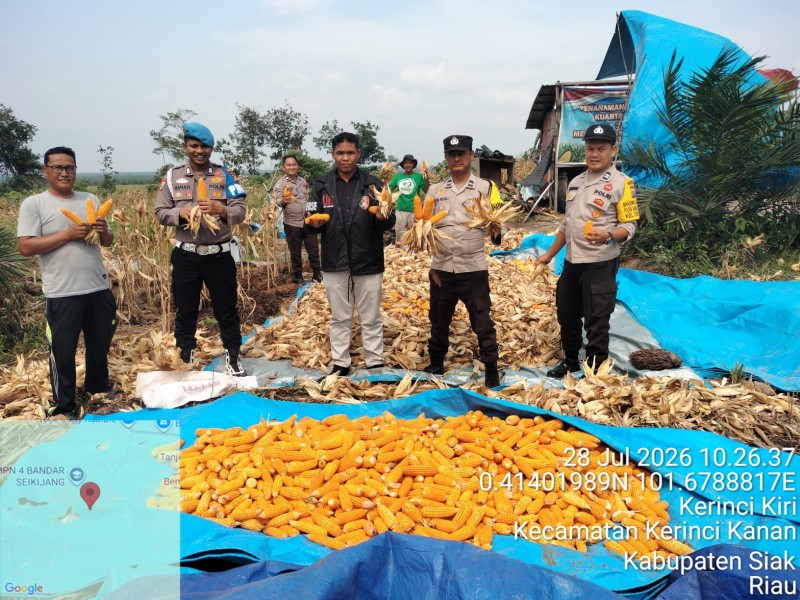 Panen Jagung Pipil Kuartal III di Desa Lubuk Ogong Dukung Program Astacita Ketahanan Pangan Nasional