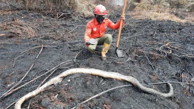 Ditemukan Ular dan Kura-kura Mati Terbakar Akibat Karhutla di Siak