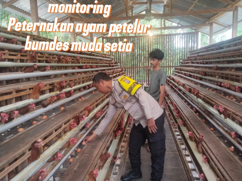 POLSEK BANDAR SEIKIJANG MONITORING PETERNAKAN AYAM PETELUR BUMDES, DUKUNG KETAHANAN PANGAN DI PELALAWAN