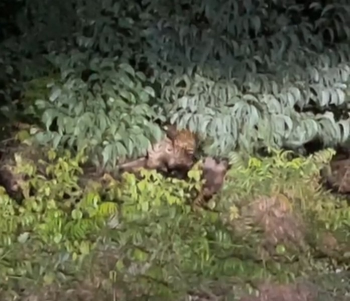 Tiga Harimau Sumatra Kembali Muncul di Desa Pulau Muda, Warga Resah