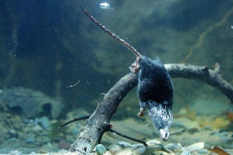Rahasia Genetik Mengapa Tikus Air Mampu Menyelam Terpecahkan