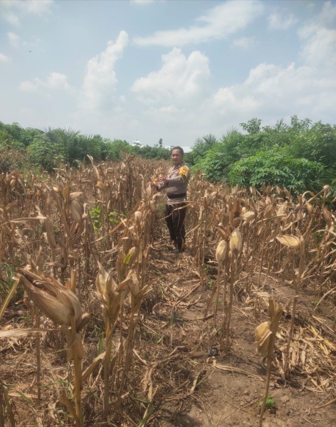 POLSEK BANDAR SEI KIJANG GELAR MONITORING KEBUN JAGUNG UNTUK DUKUNG KETAHAN PANGAN DI LUBUK OGUNG