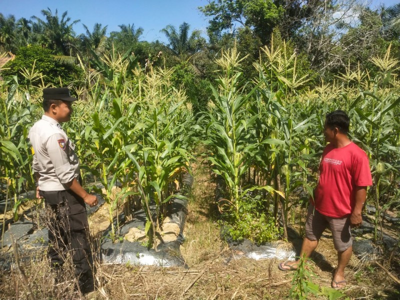 *Bhabinkamtibmas Kelurahan Sekijang Lakukan Pemantauan di Kebun Pekarangan Bergizi dalam Mendukung Program Asta Cita Presiden RI*