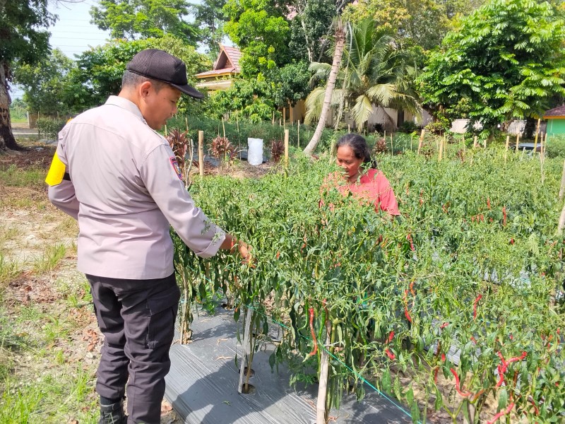 Polsek Bandar Sei Kijang Monitoring Kebun Cabe Warga, Dukung Program Ketahanan Pangan di Pelalawan