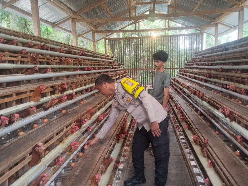Bhabinkamtibmas Desa Muda Setia Monitoring Peternakan Ayam Petelur BUMDes Dukung Program Ketahanan Pangan