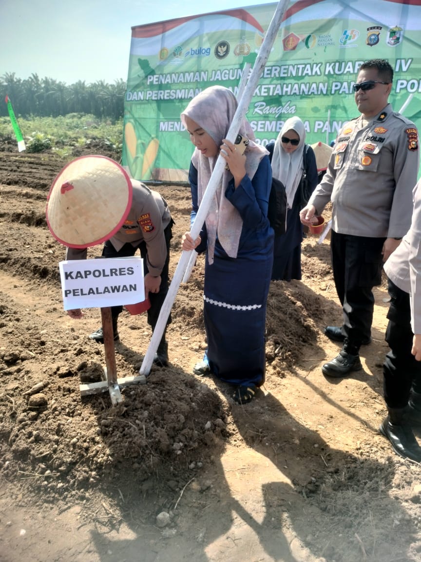 Kegiatan Tanam Raya Jagung Pipil Serentak Seluruh Indonesia Kuartal IV