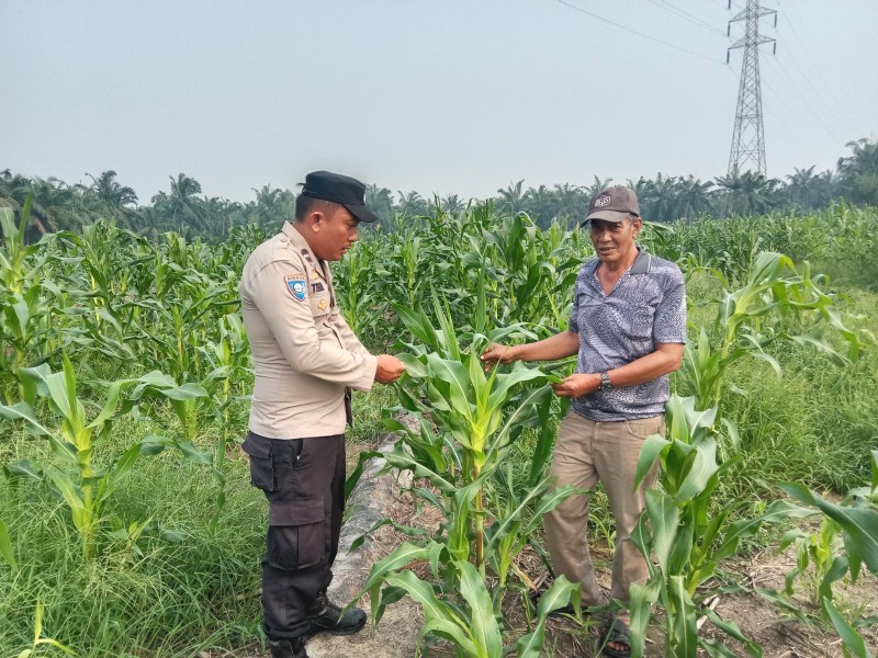 Dukung Asta Cita, Polisi Bersama Bumkep Pantau Jagung 2 Hektare di Sungai Sialang