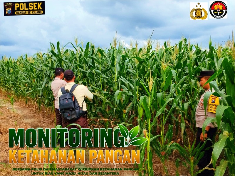Bhabinkamtibmas Kelurahan Sekijang Monitoring Program Ketahanan Pangan Jagung Pipil PT CDSL