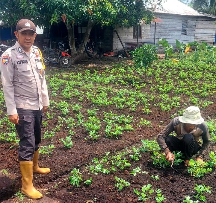 Dukung Swasembada Pangan Nasional, Polsek Teluk Belengkong Melalui Bhabinkamtibmas Bripka. Atprizon Sambangi Petani Kacang Tanah