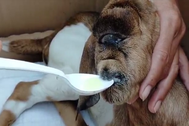 Bayi Kambing Bermata Satu Hebohkan Warga Blitar