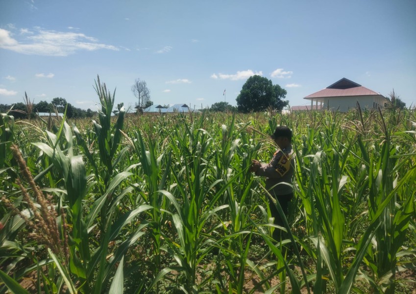 POLSEK BANDAR SEIKIJANG MONITORING LAHAN JAGUNG PIPIL BUMDES BERKAH DUKUNG KETAHAN PANGAN