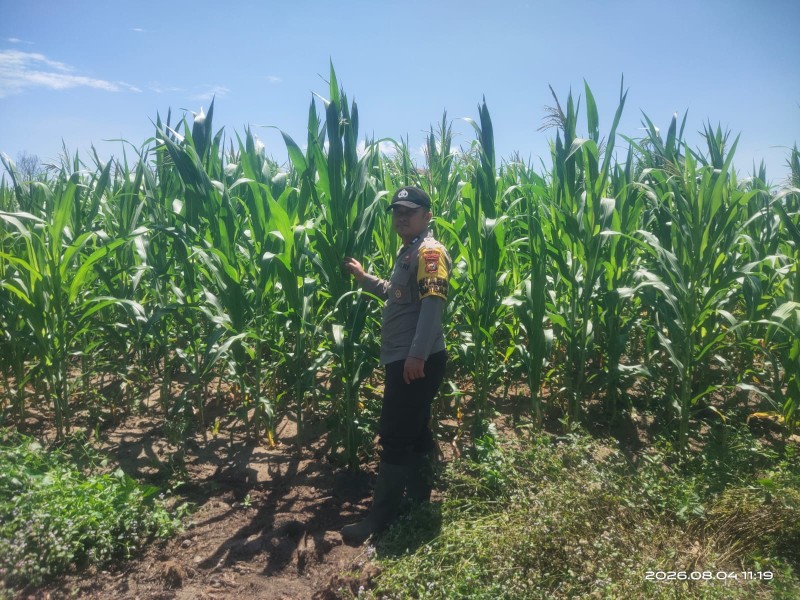 BHABINKAMTIBMAS LUBUK OGUNG kEMBALI  MONITORING PROGRAM KETAHANAN PANGAN JAGUNG PIPIL DI BANDAR SEI KIJANG
