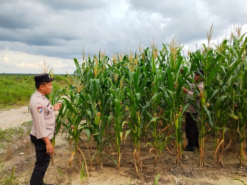 Polsek Bandar Seikijang Dampingi Pemeliharaan Jagung Pipil PT CDS, Dukung Ketahanan Pangan Pelalawan