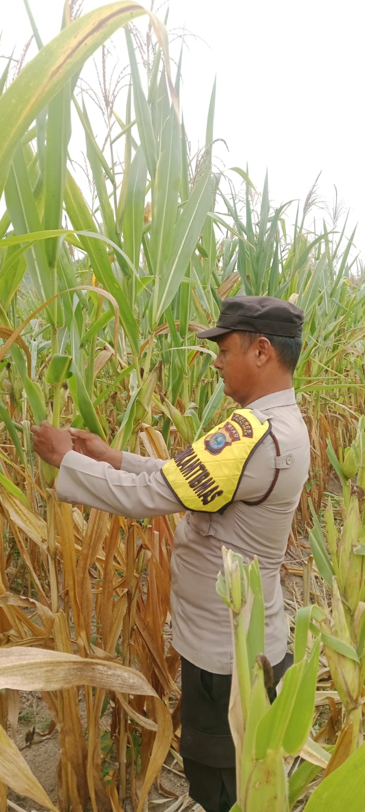Polsek Bandar Sei Kijang Monitoring Kebun Jagung Pipil BUMDes, Dukung Ketahanan Pangan di Pelalawan