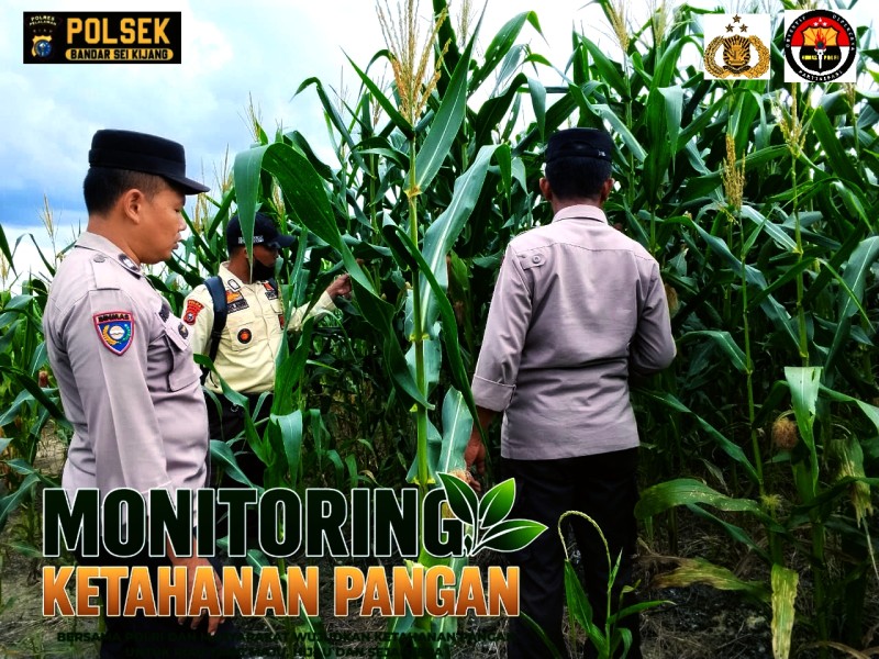 Polsek Bandar Sei Kijang Dampingi Petani Jagung PT CDS, Dukung Ketahanan Pangan di Pelalawan