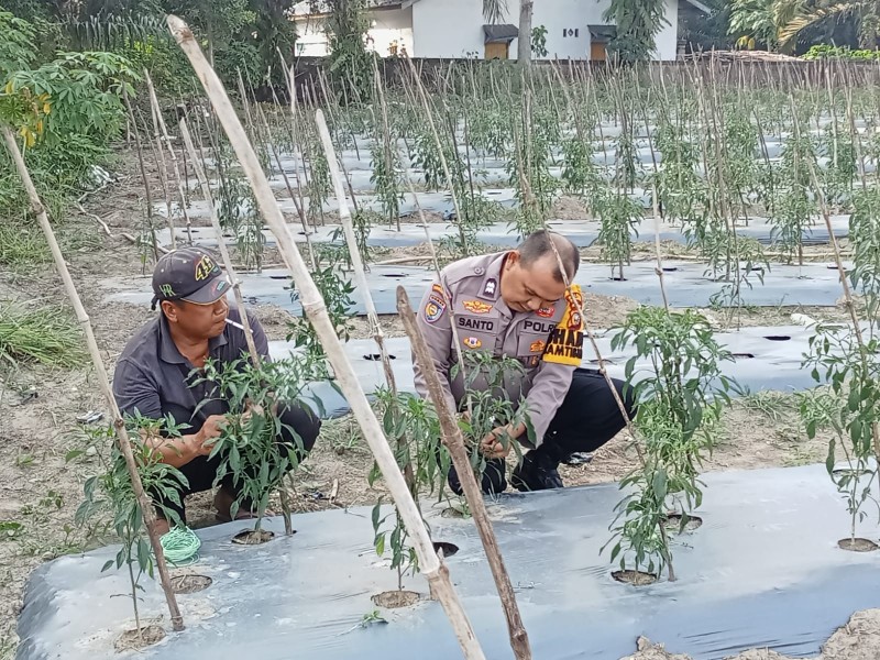 Polsek Bandar Seikijang Monitoring Kebun Cabai Warga, Dukung Program Ketahanan Pangan di Pelalawan