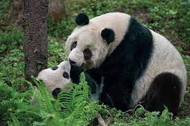 China Umumkan Panda Tak Lagi Terancam Punah