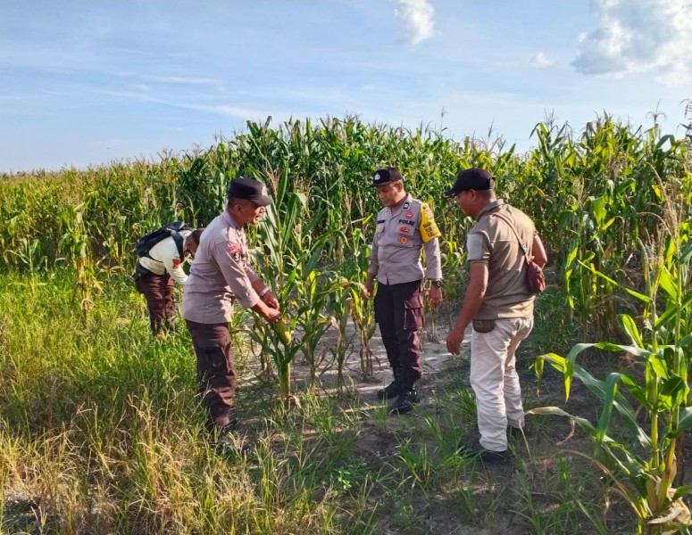 Personel Polsek Bandar Sei Kijang Monitor Pertumbuhan Jagung Pipil Dukung Ketahanan Pangan Nasional 2026