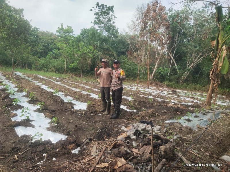 *Bhabinkamtibmas Desa Lubuk Ogung Sambang Kebun Pekarangan Bergizi Mandiri dalam Mendukung Program Asta Cita Presiden RI*