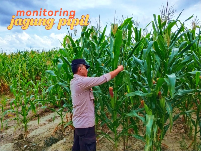 Polsek Bandar Sei Kijang Monitoring Lahan Jagung Pipil PT CDSL Dukung Program Ketahanan Pangan