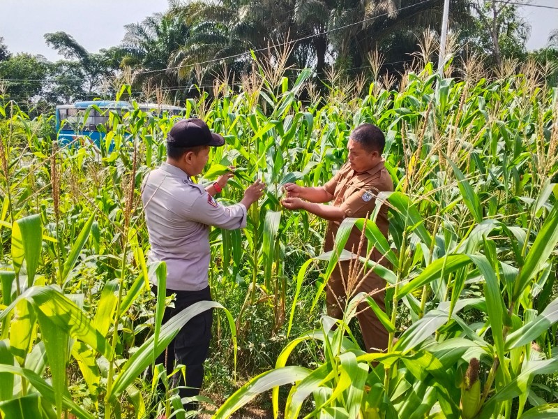 Polsek Bandar Sei Kijang Dampingi Warga Rawat Tanaman Jagung Manis, Dukung Ketahanan Pangan Daerah