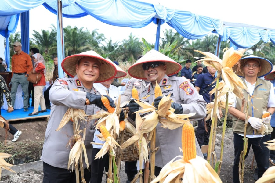 Wujudkan Swasembada Pangan, Polda Riau Panen Raya Jagung Serentak di Kampar