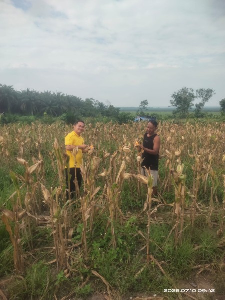 Polsek Bandar Sei Kijang Monitoring Kebun Jagung Pipil Warga di Desa Lubuk Ogung Dukung Ketahanan Pangan