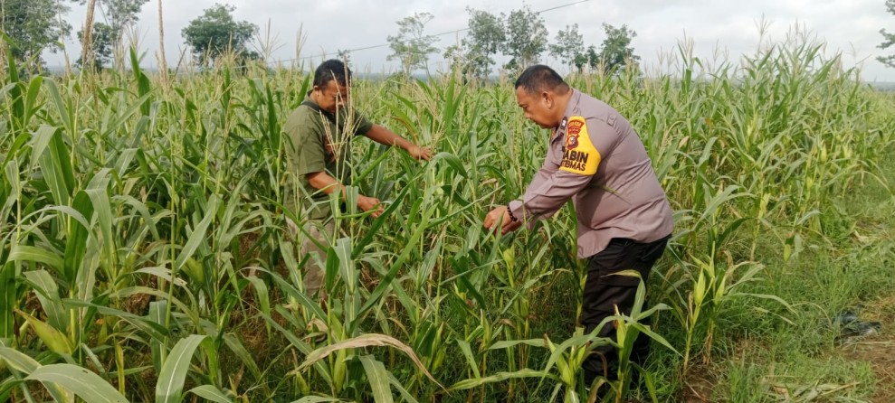 Polri Dukung Ketahanan Pangan, Polsek Bandar Sei Kijang Monitoring Panen Jagung Bumdes di Lubuk Ogung