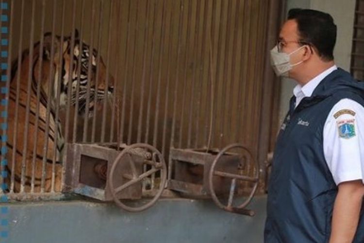 Anies Baswedan Kabarkan 2 Harimau Sumatera di Ragunan Terpapar Covid-19