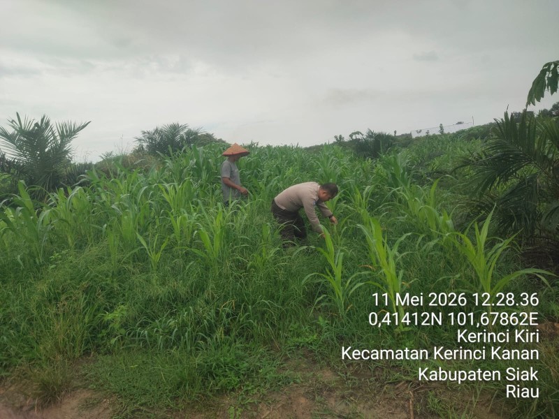Polsek Bandar Sei Kijang Monitoring Program Ketahanan Pangan Jagung Pipil di Desa Lubuk Ogung