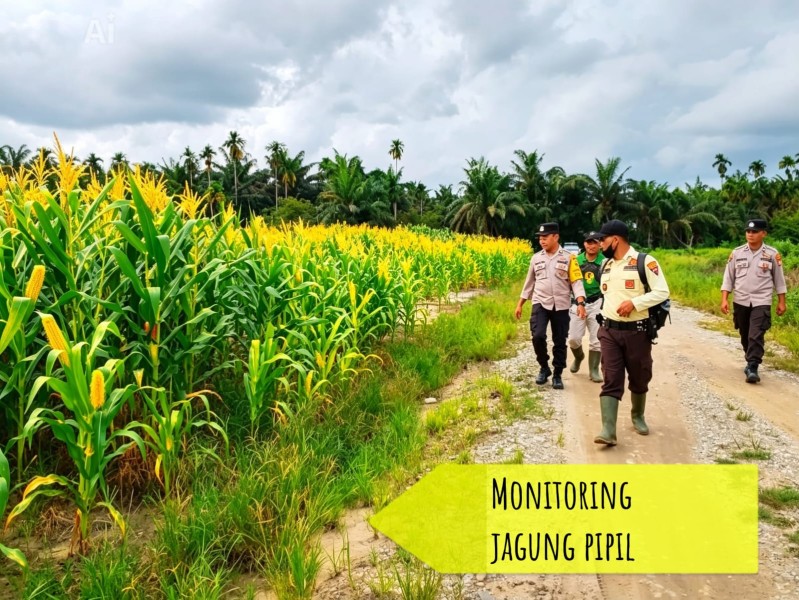 Polsek Bandar Seikijang Pantau Perkembangan Jagung Program Ketahanan Pangan di Lahan PT CDS