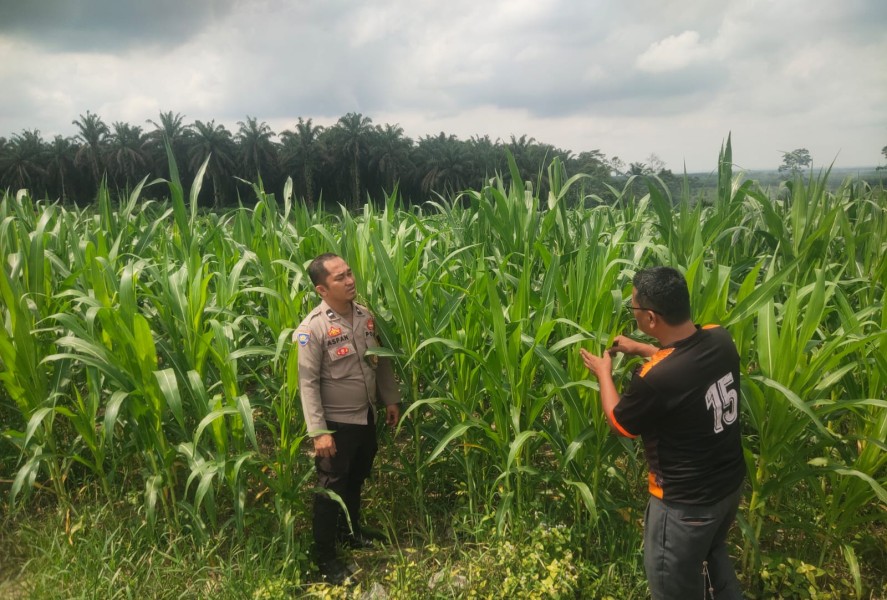 Bhabinkamtibmas Lubuk Ogung Monitoring Program Ketahanan Pangan Jagung Pipil di Desa Lubuk Ogung