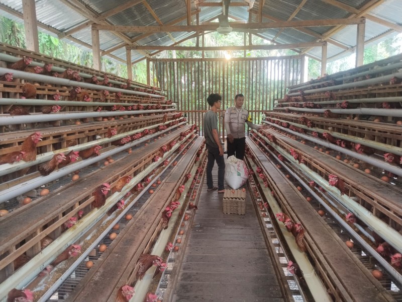POLSEK BANDAR SEI KIJANG MONITORING TERNAK AYAM PETELUR WARGA, DUKUNG KETAHAN PANGAN DI PELALAWAN