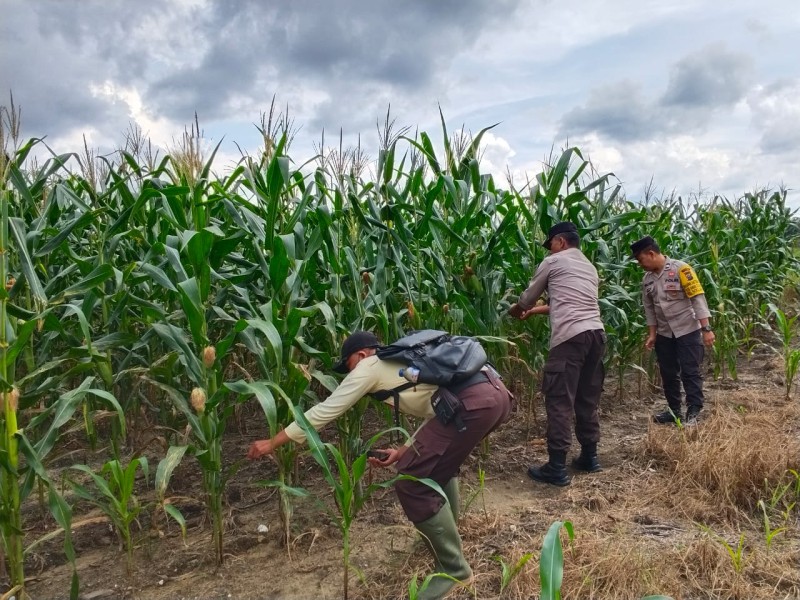 Bhabinkamtibmas Sekijang Monitoring Program Ketahanan Pangan Jagung Asta Cita Presiden di Lahan PT CDSL
