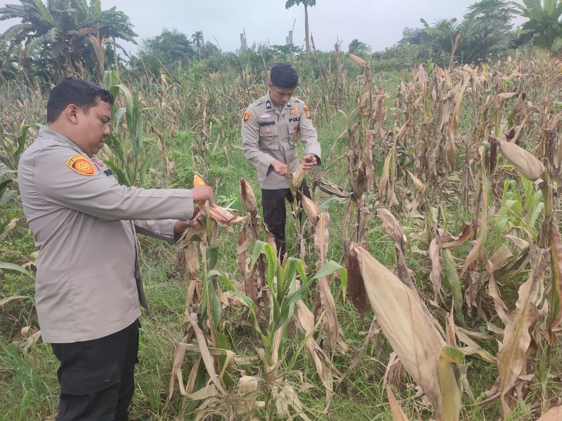 Jelang Panen, Polsek Kawasan Pelabuhan Intensif Rawat Jagung Pipil di Lahan Ketahanan Pangan