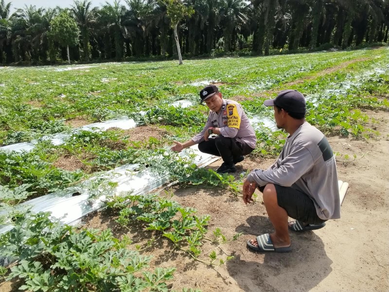 POLRI DUKUNG KETAHANAN PANGAN, POLSEK BANDAR SEI KIJANG MONITORING PETANI SEMANGKA DI KELURAHAN SEKIJANG