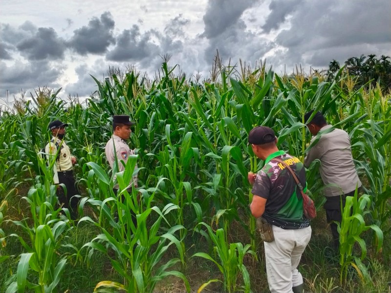 Polsek Bandar Sei Kijang Bersama PT CDSL Tinjau Tanaman Jagung Pipil Usia 2 Bulan untuk Dukung Swasembada Pangan