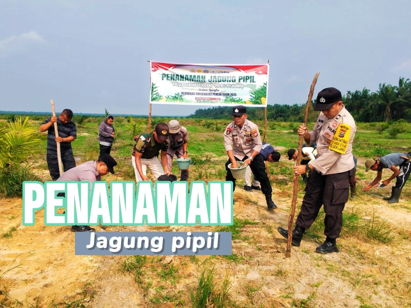 Personel Polsek Bandar Sei Kijang Tanam Jagung Pipil Bersama PT CDS, Dukung Ketahanan Pangan di Pelalawan