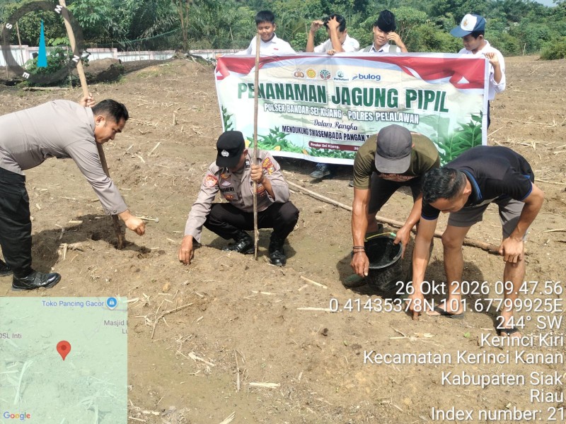 DUKUNG KETAHANAN PANGAN NASIONAL, POLSEK BANDAR SEI KIJANG DAMPINGI PENANAMAN JAGUNG PIPIL DI DESA LUBUK OGONG